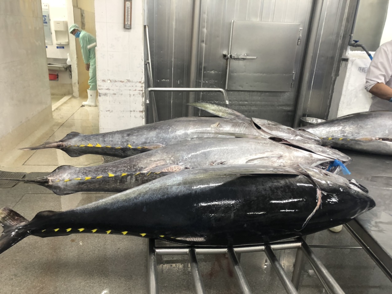 MIẾNG CÁ NGỪ ĐẠI DƯƠNG (TUNA PORTION)