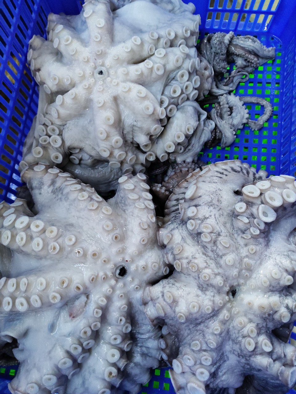 BẠCH TUỘC TƯƠI