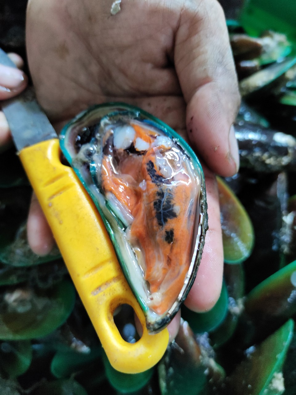 VẸM XANH NỬA MẢNH