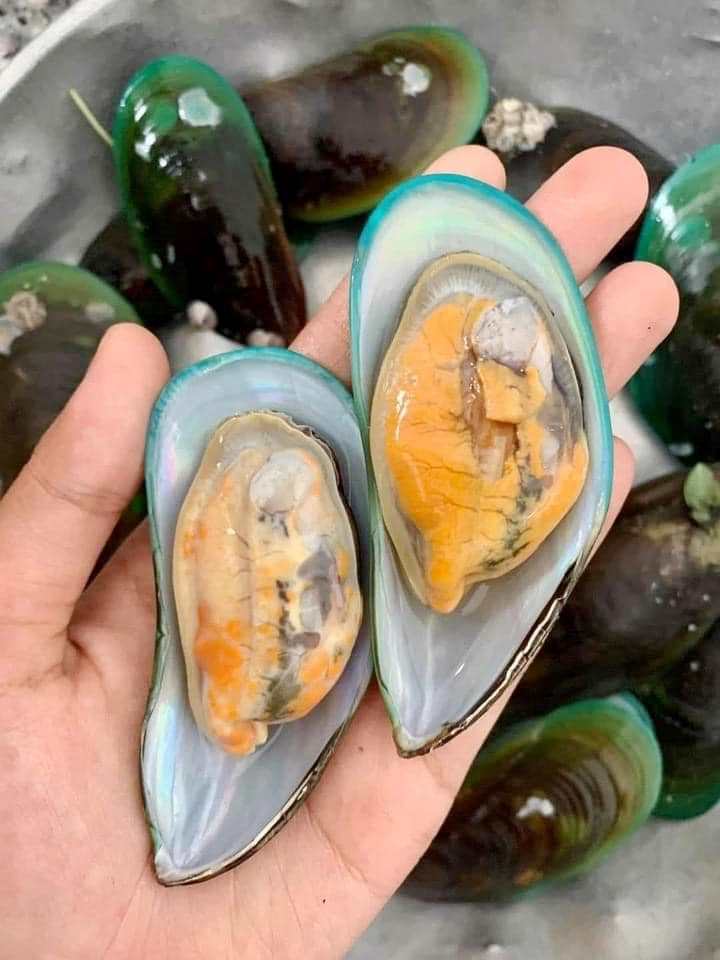 VẸM XANH NỬA MẢNH