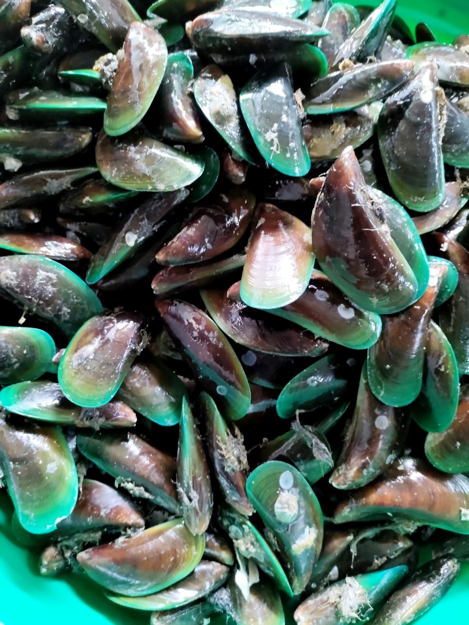 VẸM XANH NỬA MẢNH