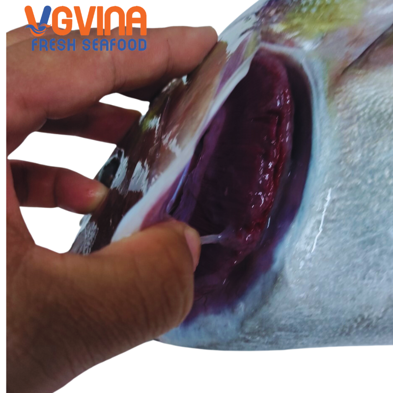 Cá cam (Greater amberjack)