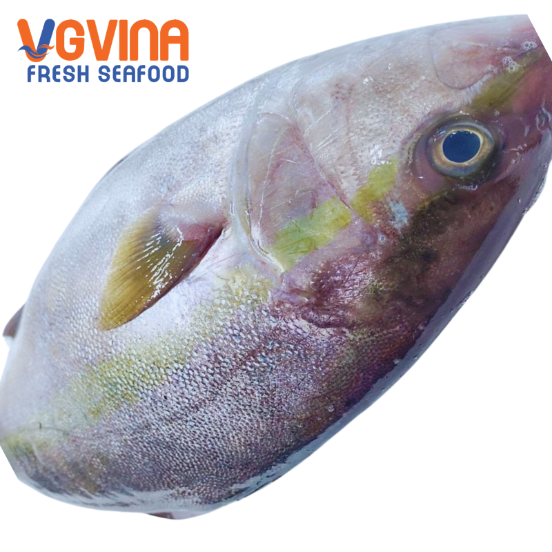 Cá cam (Greater amberjack)