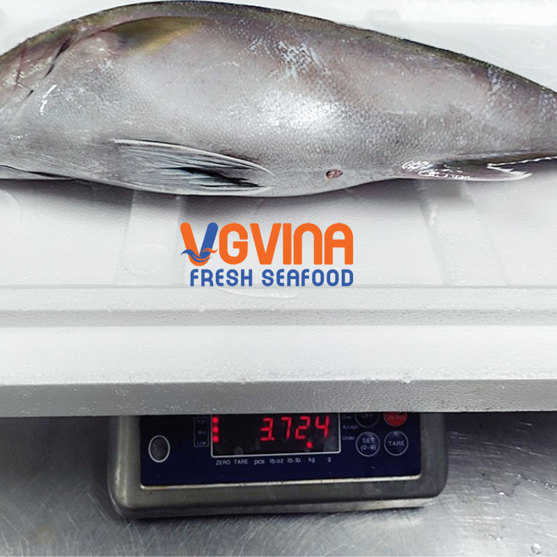 Cá cam (Greater amberjack)