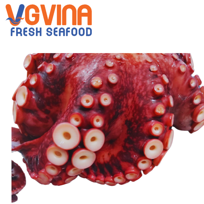 BẠCH TUỘC TAKO VIỆT NAM
