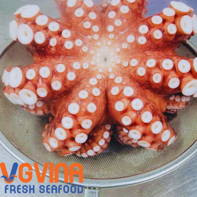 BẠCH TUỘC TAKO VIỆT NAM