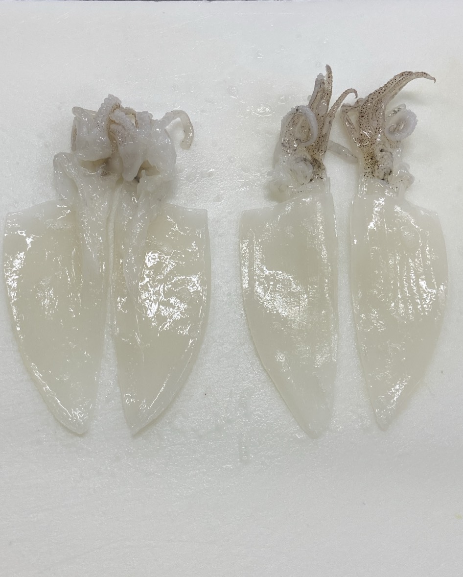 Sugata mực ống 15g
