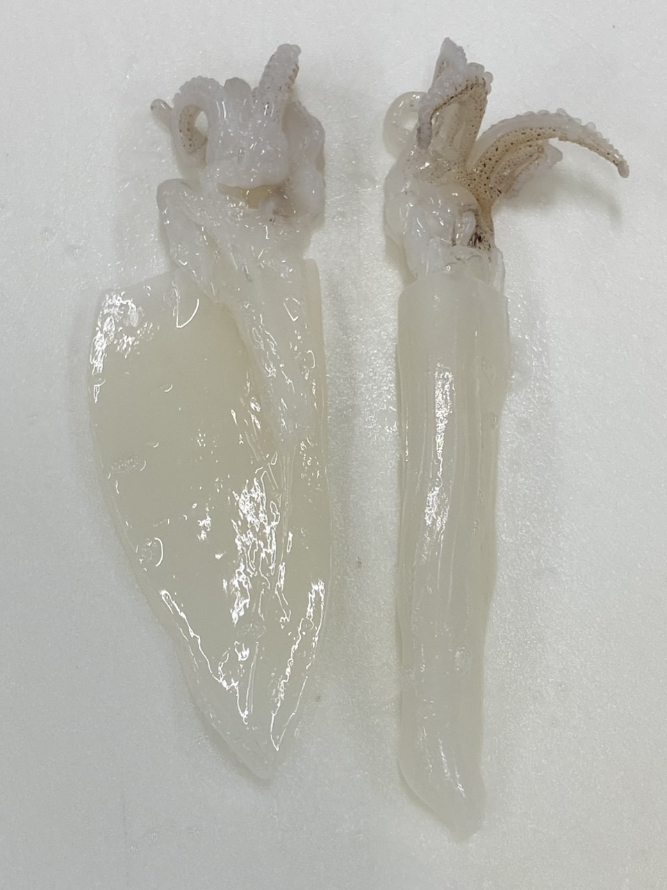 Sugata mực ống 15g