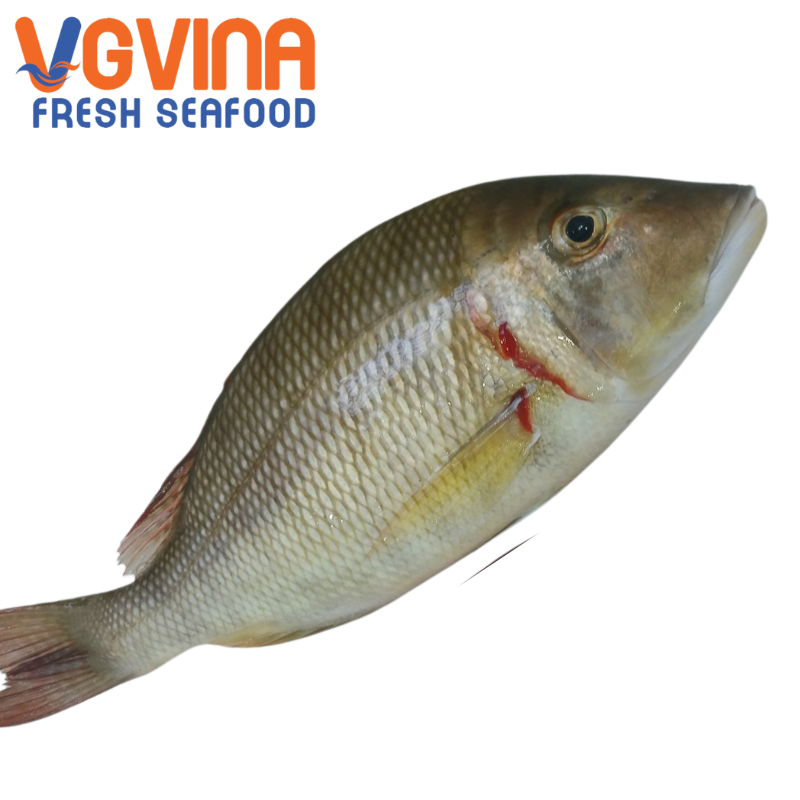 Cá Gáy (Lethrinidae)