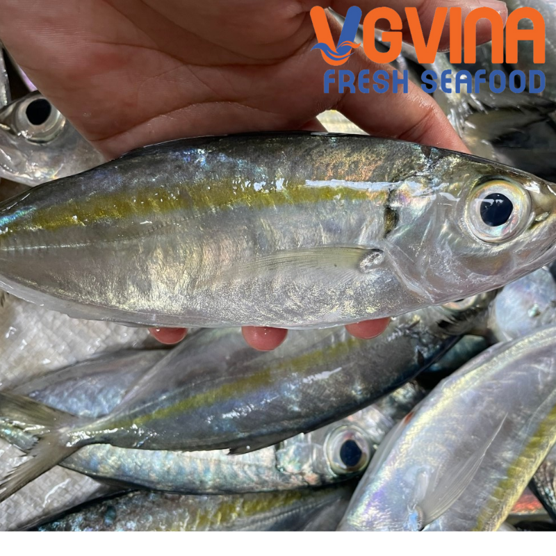 CÁ NGÂN VÂY VÀNG ( AJI )