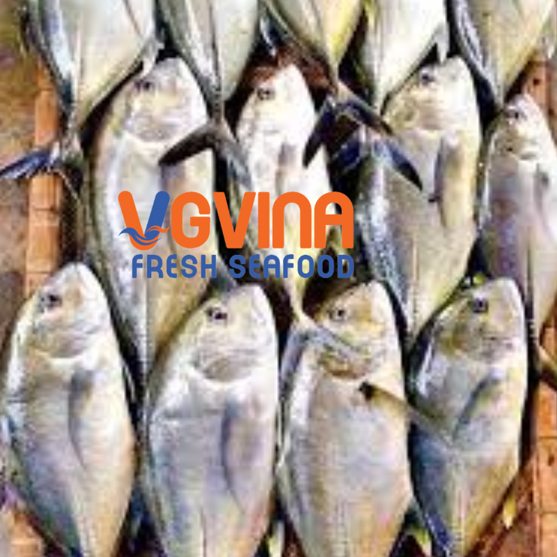 CÁ KHẾ (Shi ma aji )