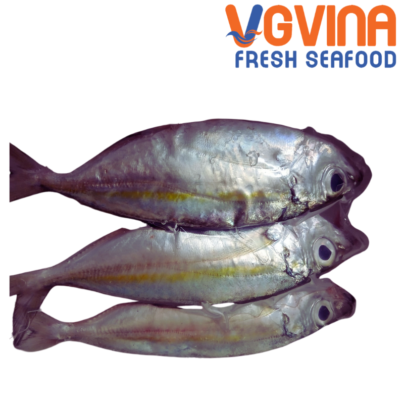 CÁ NGÂN VÂY VÀNG ( AJI )