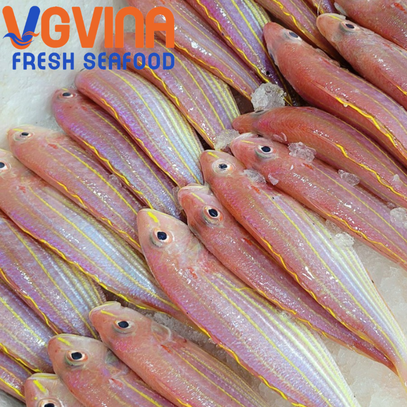 Cá Đổng cờ  (Akaamadai)