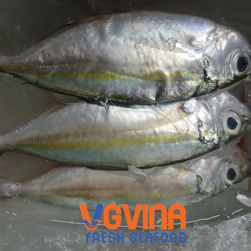 CÁ NGÂN VÂY VÀNG ( AJI )