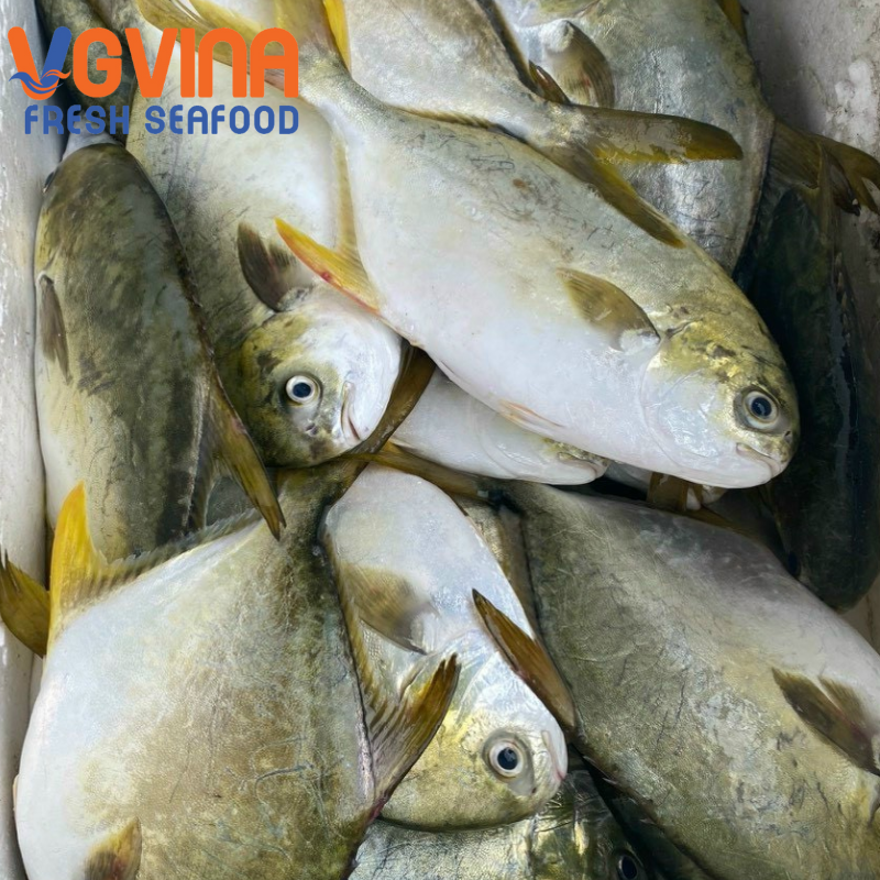 Cá Chim biển (Shiro-shimagatsuo)