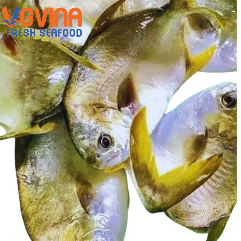 Cá Chim biển (Shiro-shimagatsuo)