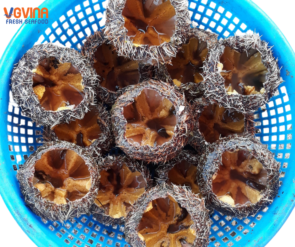 NHUM BIỂM – CẦU GAI – UNI
