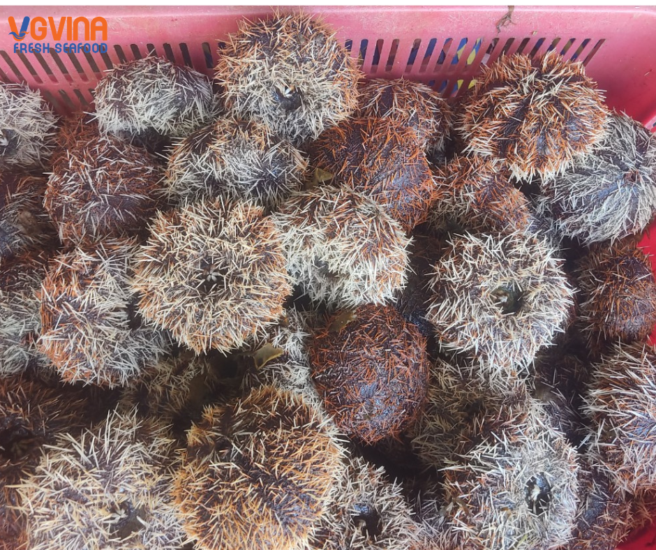 NHUM BIỂM – CẦU GAI – UNI